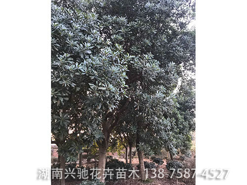 楊梅樹 (3)