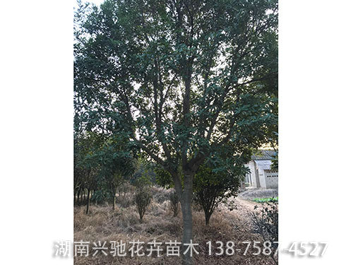 楊梅樹 (4)
