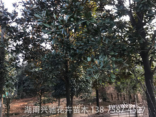 廣玉蘭 (6)