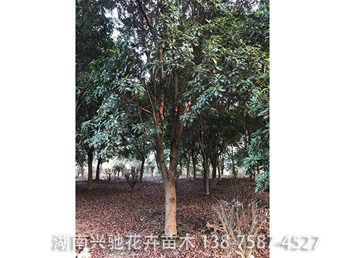 楊梅樹 (5)