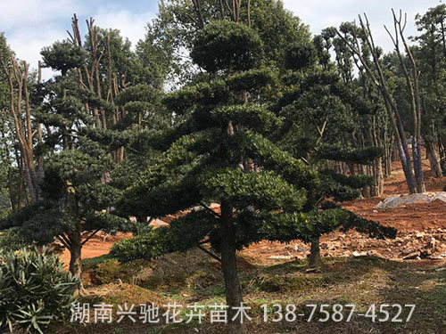 造型羅漢松 (5)