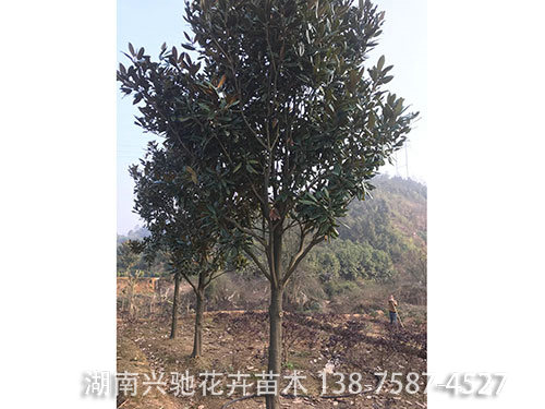 廣玉蘭 (7)