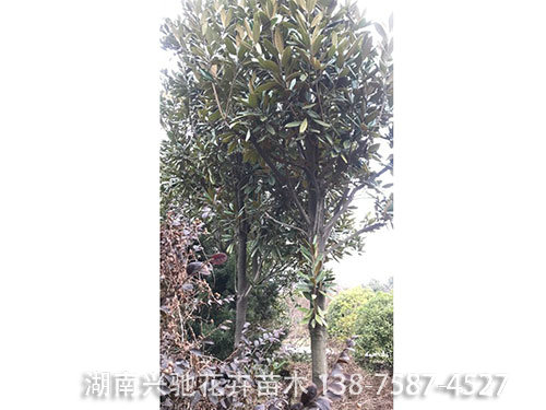 廣玉蘭 (11)