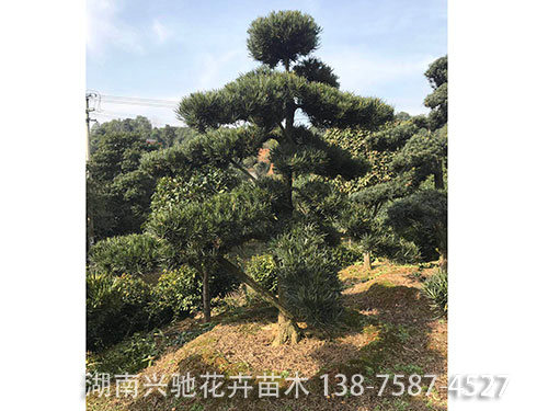 造型羅漢松 (7)