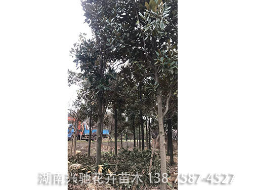 廣玉蘭 (8)