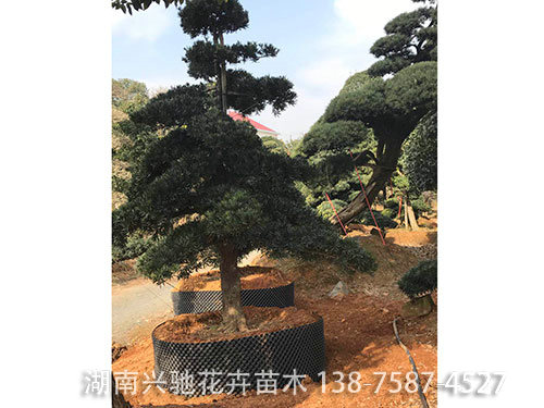 造型羅漢松 (9)