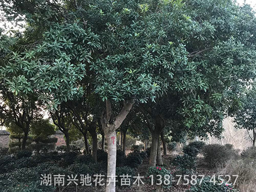 楊梅樹 (1)