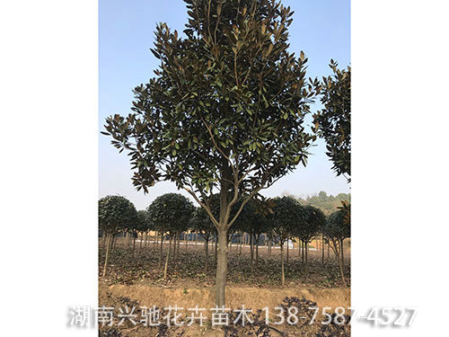 廣玉蘭 (2)