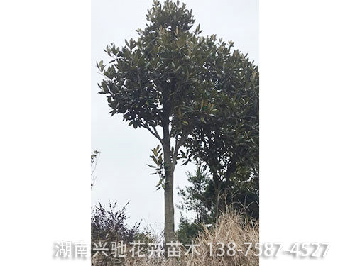 廣玉蘭 (3)
