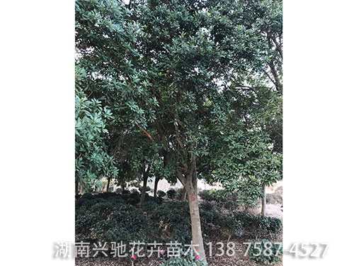 楊梅樹 (2)