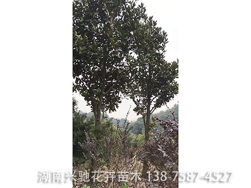廣玉蘭 (4)
