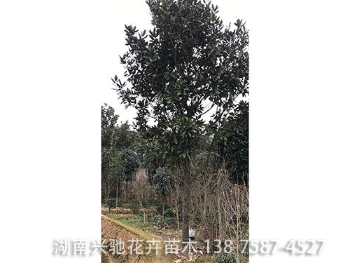 廣玉蘭 (5)