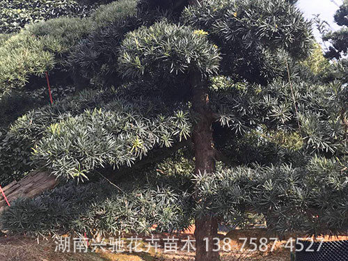 造型羅漢松 (1)