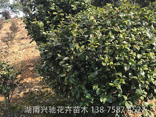 球類 (1)