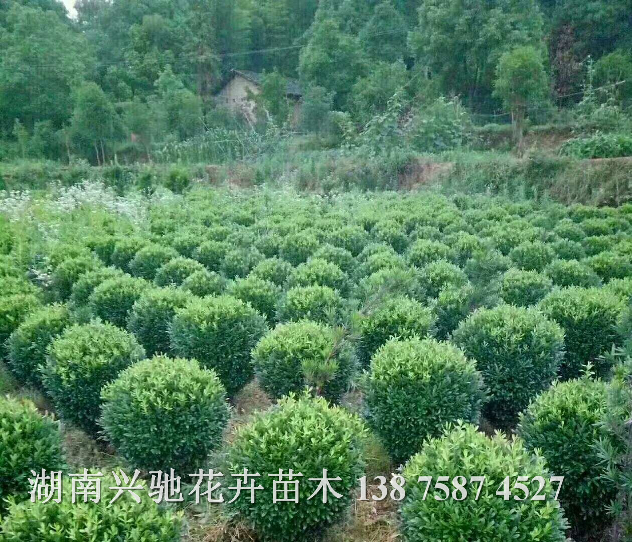各種球類10