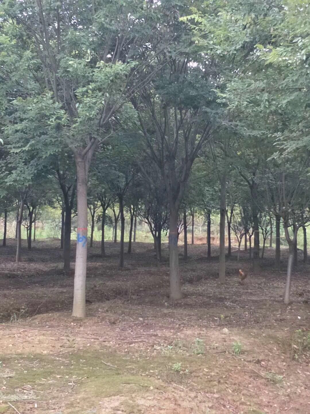 櫸樹(shù)