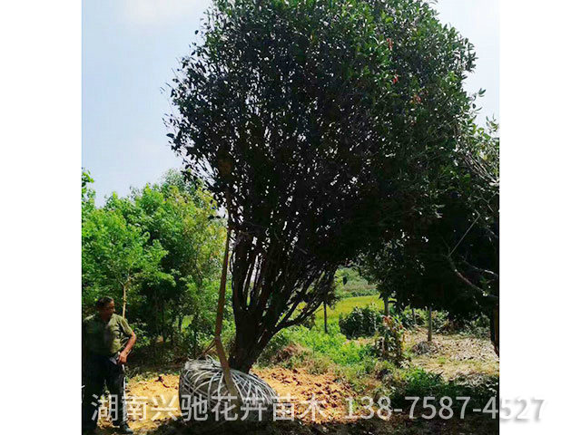 叢生桂花1