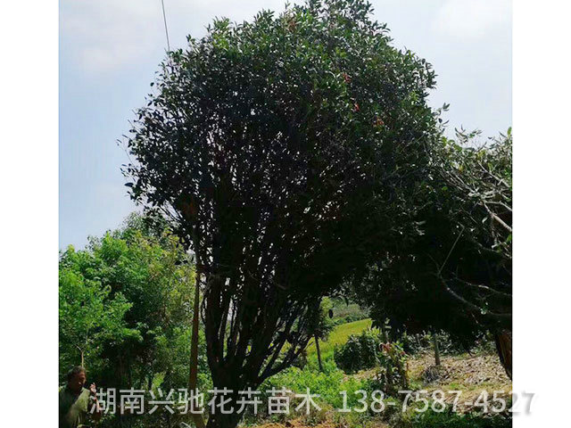 叢生桂花2