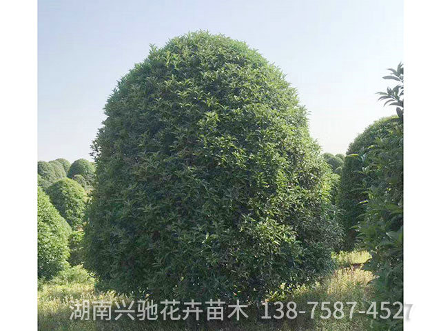 叢生桂花5