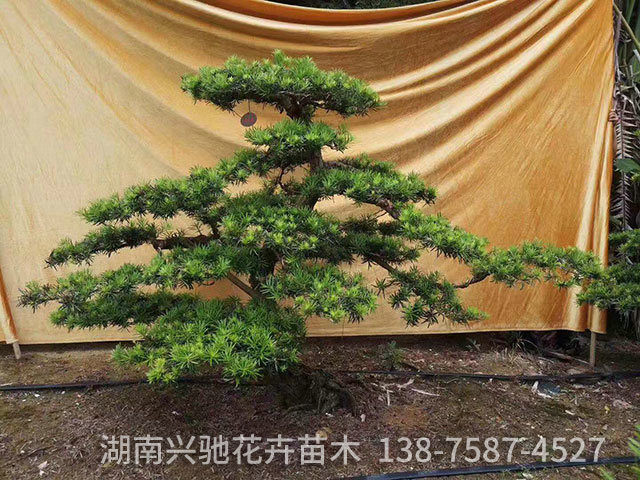 造型羅漢松6