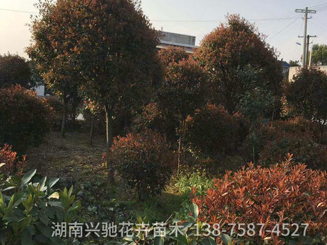 球類6