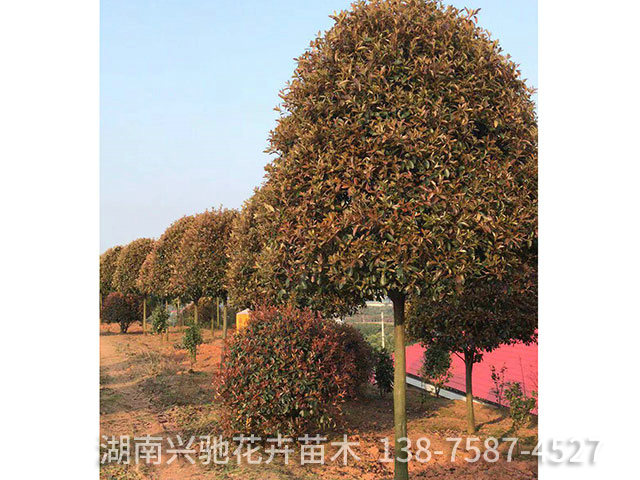 精品紅葉石楠6