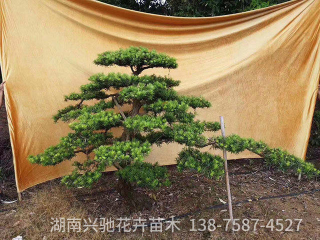 造型羅漢松7