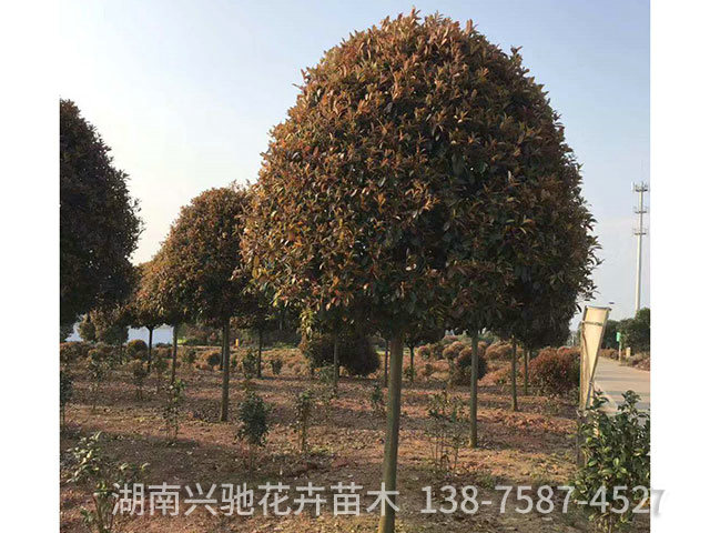 精品紅葉石楠7