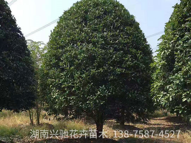 叢生桂花6