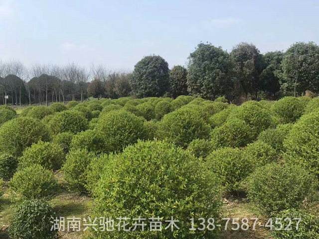 球類10