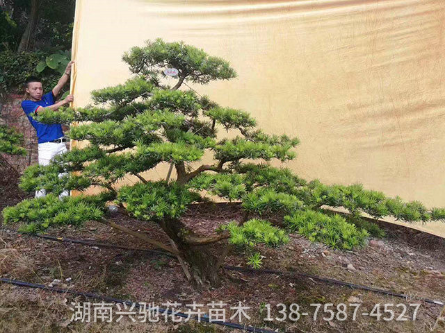 造型羅漢松8