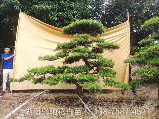 造型羅漢松9