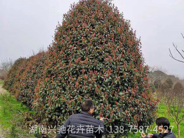 精品紅葉石楠9