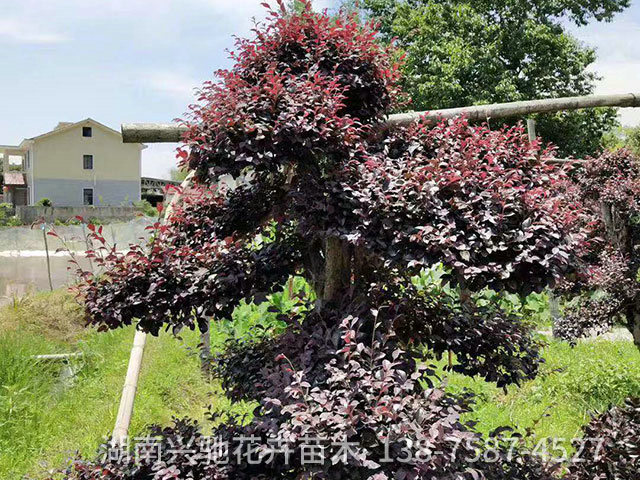 精品造型樹1