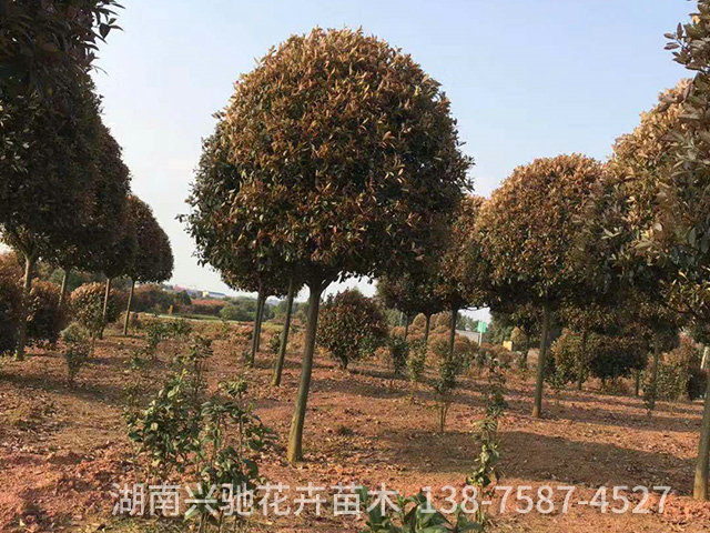 精品紅葉石楠1