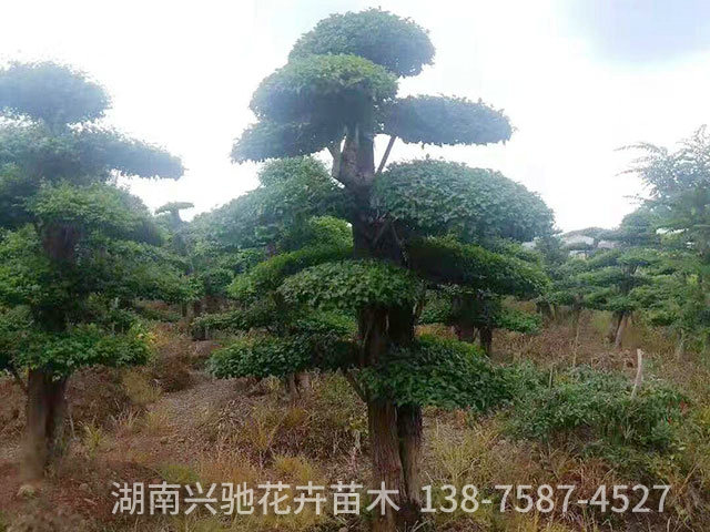精品造型樹2