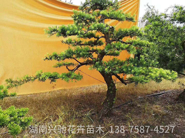 造型羅漢松2