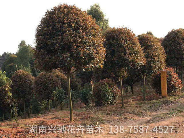 精品紅葉石楠2