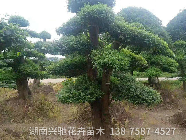 精品造型樹3
