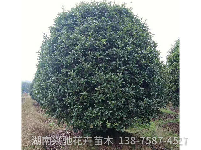 球類3