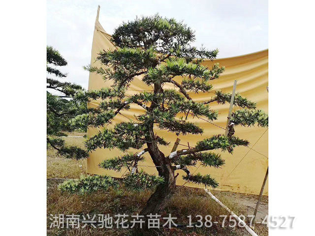 造型羅漢松3
