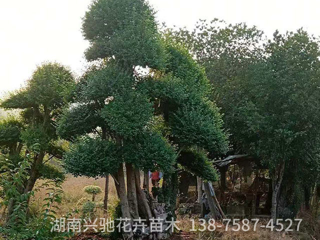 精品造型樹4