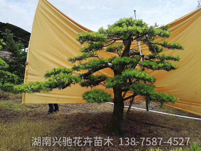 造型羅漢松4