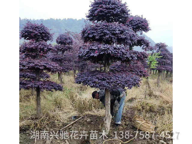 精品造型樹5