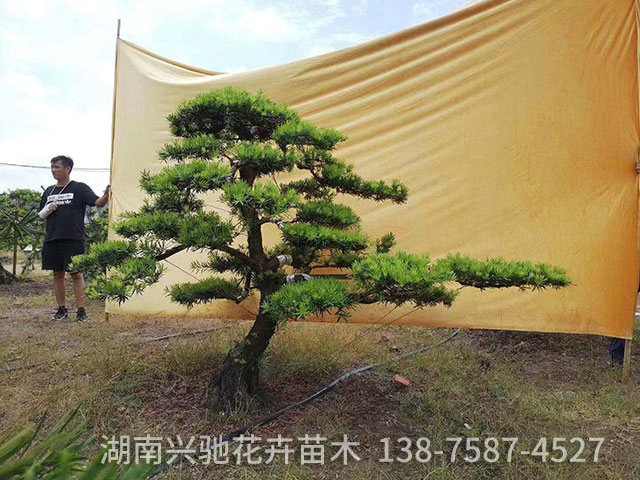 造型羅漢松5