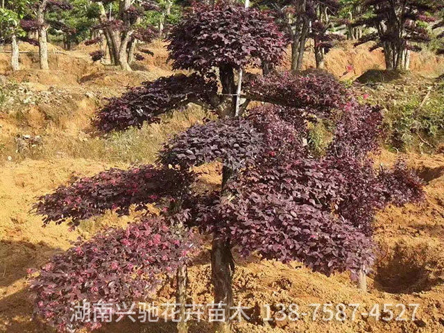 精品造型樹6